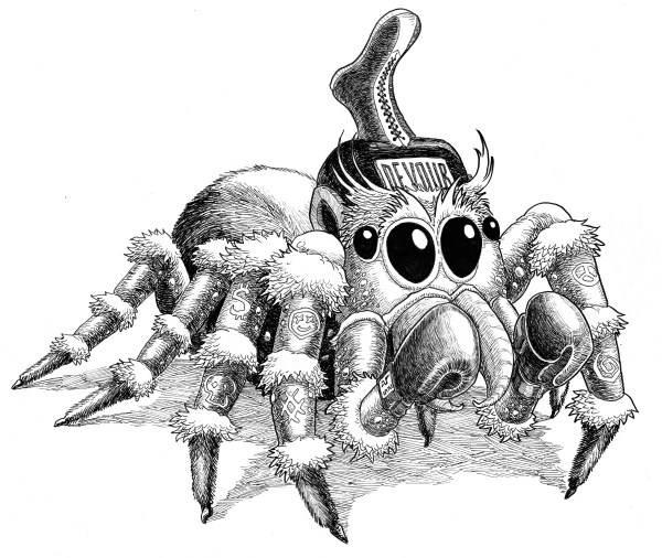 Jumping spider with boxing gloves, helmet and boxing boot on his head